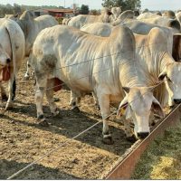 Imagem do WhatsApp de 2022-05-19 à(s) 20.50.23